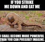 Image result for Pangolin Meme