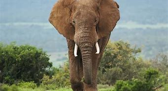 Image result for Largest Elephant Tree