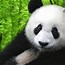 Image result for Cute Panda Wallpaper for Laptop