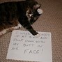 Image result for Cat Meme Shame