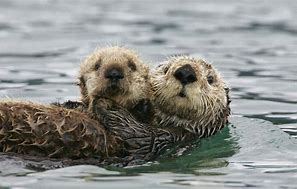 Image result for Sea Otter Endangered