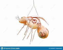 Image result for Rope Insects