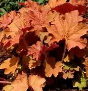 Image result for Heuchera Kassandra ®