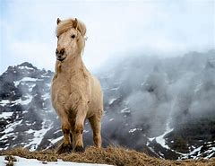 Image result for Iceland Horses