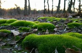 Image result for Fuzzy Ground Cover Moss