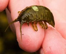 Image result for Marine Isopod Species
