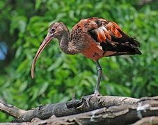 Image result for babies scarlet ibis facts