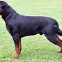 Image result for Do Stray X Rottweiler