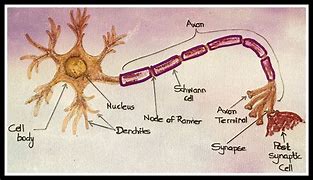 Image result for Normal Neuron