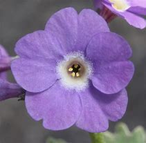 Image result for Primula marginata Linda Pope