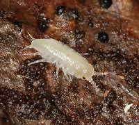 Image result for Isopod Insect