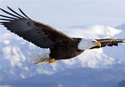 Image result for Yound Bald Eagle Flying