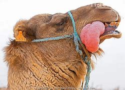 Image result for camel fuck