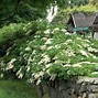 Image result for Hydrangea anomala subsp. petiolaris