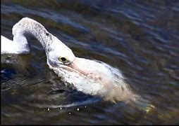 Image result for Pelican Scooping Fish