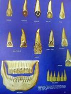 Image result for Philippines Sharp Teeth