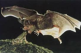 Image result for Bat Frog