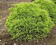 Image result for Cryptomeria japonica Little Champion