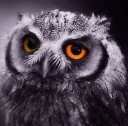 Image result for Owl Desktop Wallpaper