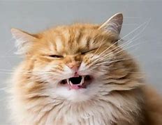 Image result for Cat Purring with Mouth Open