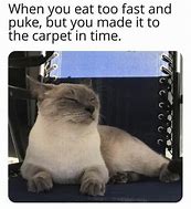 Image result for Cat Car Meme Going Insane