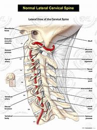 Image result for Cervical Spine Nerve Distribution