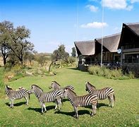 Image result for Lion Safari Park