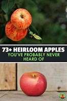 Image result for Apple Variety List