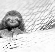 Image result for Sloth 4K Wallpaper