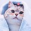 Image result for Cat Wallpaper Drip