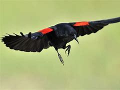 Red wing blackbirds 的圖像結果