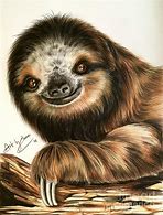 Image result for Sloth Sketch