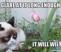 Image result for Grumpy Cat Spring