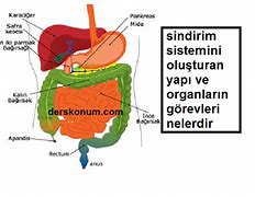 Image result for Sindirim Sistem Ini Oluşturan Yapı Ve Organlar