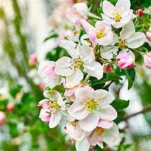 Image result for Flowering Apple Tree