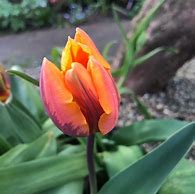 Image result for Tulipa Prinses Irene
