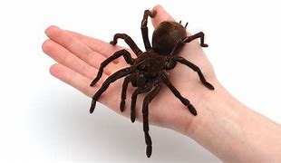 Image result for Waht Is the Biggest Spider in the World