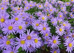 Aster amellus Blue King に対する画像結果