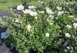 Image result for POTENTILLA FRUT. ABBOTTSWOOD