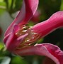 Image result for Clematis texensis Princess Diana