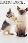 Image result for Happy Wednesday Cat Meme