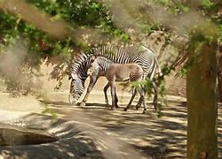 Image result for Los Angeles Zoo Zebra