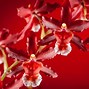 Image result for Colorful Orchids