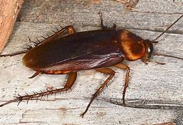 Image result for Palmetto Bugs Cockroaches