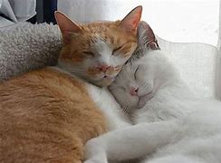 Image result for 5 Cats Snuggling