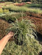 Bildergebnis für Carex Silver Sceptre