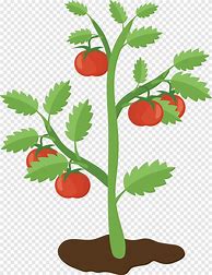 Tomato Tree 的图像结果