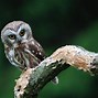 Image result for Colorful Owl Wallpaper