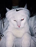 Image result for 1080X1080 Cat with Drip