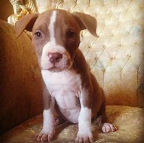 Image result for Baby Pit Bull